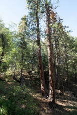 TM5_4779.jpg